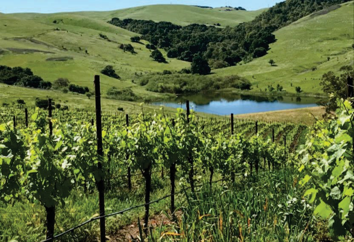 John Anthony Family Of Wines Acquires Historic Raymond Vineyards Jameson Canyon Sites